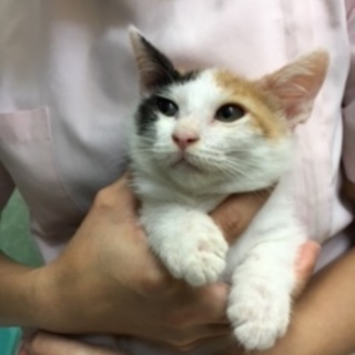 三毛２匹（お見合い予定あり）