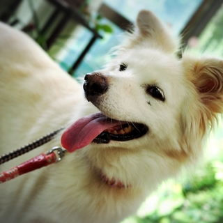 美しく変容しネットメディアで取り上げられた大型犬