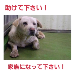 現地で里親様が見つかりました!
