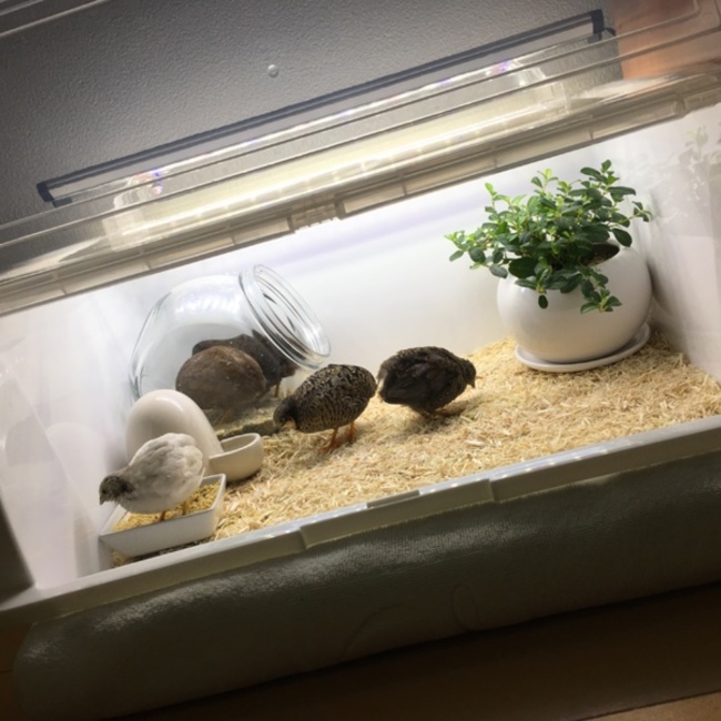 まふちゃんのカバー写真