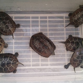 里親先が決まりました！ありがとうございました！