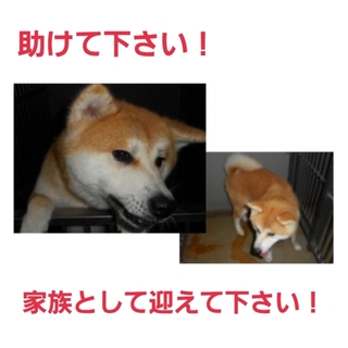 現地で里親様が決まりました!