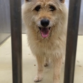 テリア系MIXの女の子