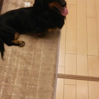 里親募集いたします。