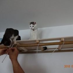 「トムさん、スキあらばＤＩＹ　前篇」サムネイル3