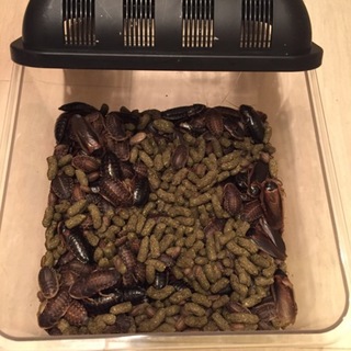 里親募集します。