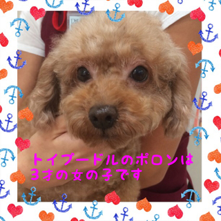トイプードルのポロンちゃんは大人しい女の子です。