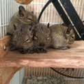 デグーのベビー