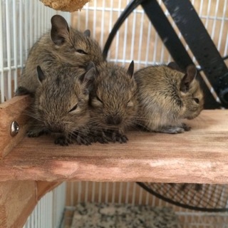 デグーのベビー