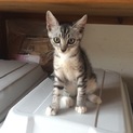 美猫３ヶ月サバトラ手白子猫メス♪なつっこく元気です