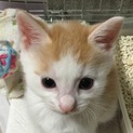 可愛い茶白の子猫 くーちゃんの里親さん募集