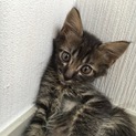 長毛キジトラ