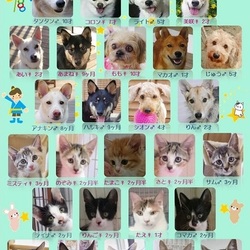 ティアハイムオープンシェルター里親会 サムネイル1