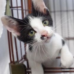 ティアハイムオープンシェルター里親会 サムネイル3