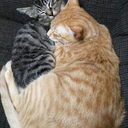 夏のにゃんたち