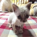 ちっちゃい子猫ちゃんです。