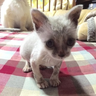 ちっちゃい子猫ちゃんです。