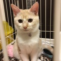優しいお顔の茶白の猫ちゃん☆里親募集中☆