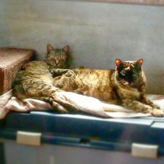 愛娘を貰って下さる方切実募集(>_<)