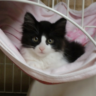 はちわれのモフモフな女の子、ローズです！