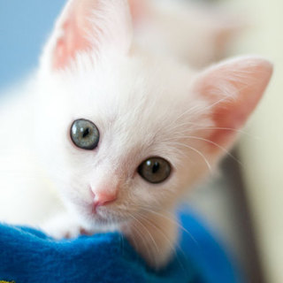 K16-32　白（イエロー）♂5月14日生まれ