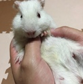 決まりました♡テディモルモット 2ヶ月赤ちゃん