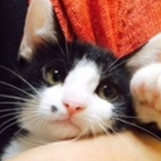 美猫ミケちゃんと黒白ちゃん姉妹の里親さん募集中！