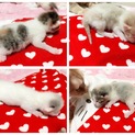 仔猫の里親さん募集中！