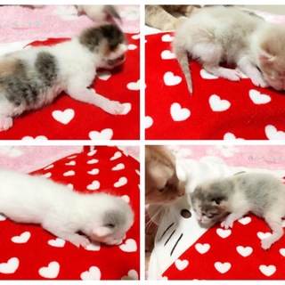 仔猫の里親さん募集中！