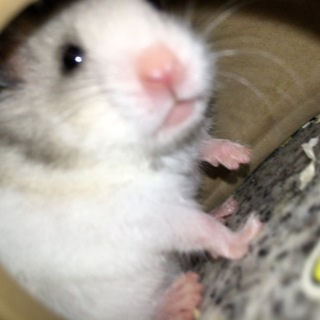 ゴルハム男の子2匹急募