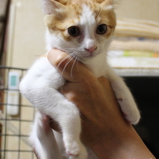 とっても大人しい男の子、カルくんです！