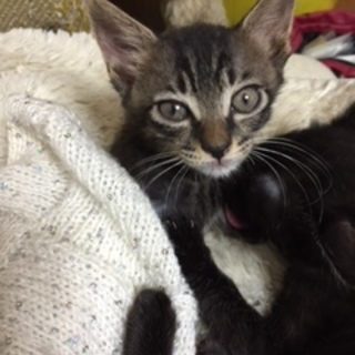 僕、ジミーカーク