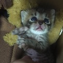 里親募集！！！！