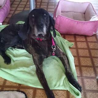 プロットバウンド7才くらい