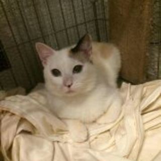 大人になり切れない女の子「マカロニ」