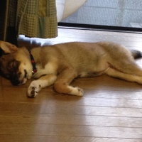 ぺろ