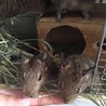 デグー2カ月の里親募集 サムネイル2