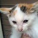 可愛い仔猫ちゃん助けて下さい。