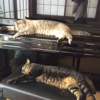 プート&にゃーたん