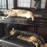 プート&にゃーたん
