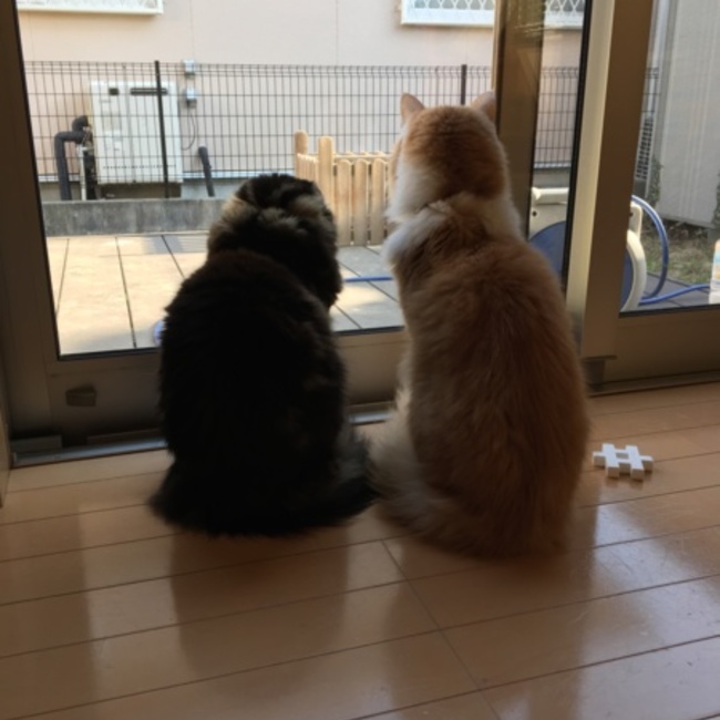 ニャロメの目のカバー写真