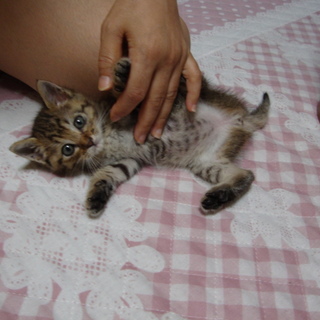 キジ虎　メス　生後１ケ月　とっても馴れています♪