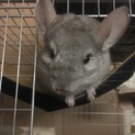 チンチラ♂2匹ゲージ付き！