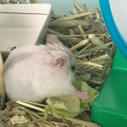 臆病なちろたん