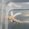 ウーパールーパー二か月程度