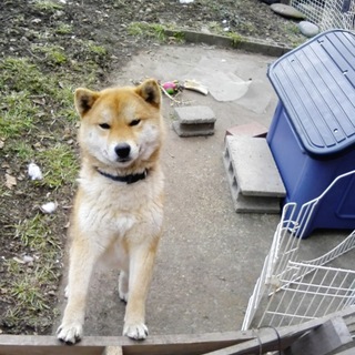 柴犬(メス)差し上げます。