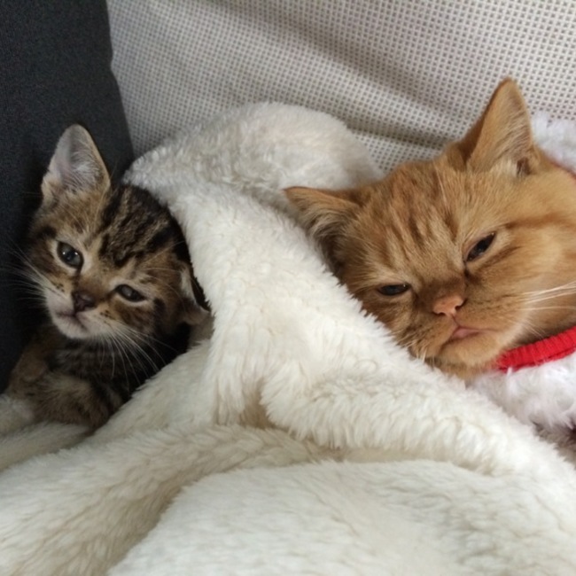 gotexのカバー写真