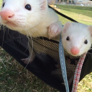 フェレット2匹  3才 里親募集
