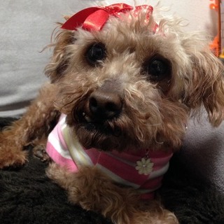 プードルモカちゃん５才