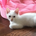 元気な人見知り猫ちゃん(*^o^*)